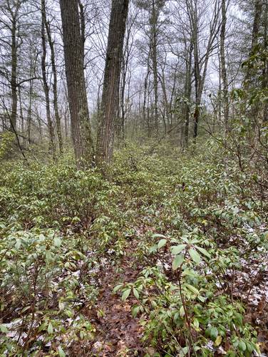 Overgrown mountain laurel - prepare to get wet!