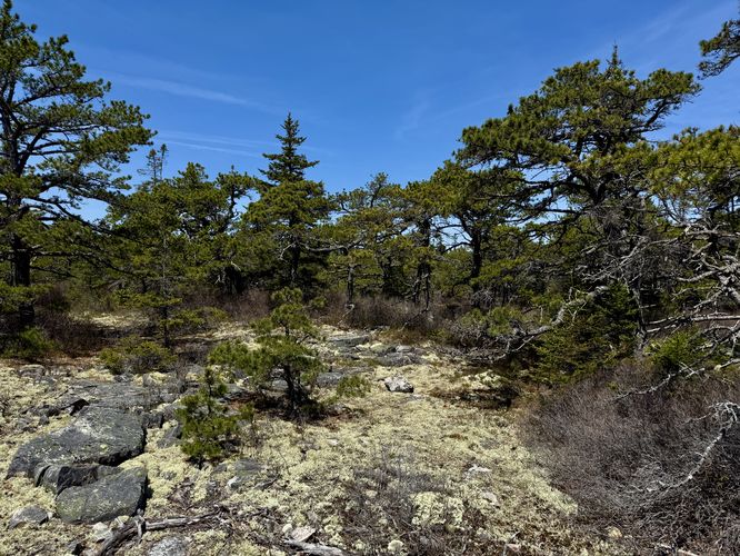 Lichens, pine trees, and sandy forest ecosystem