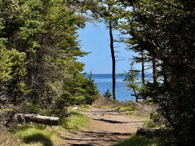 Wonderland Trail passes through the forest with a view of the ocean ahead