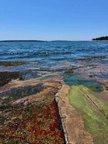 Colorful bedrock along Maine's coastline