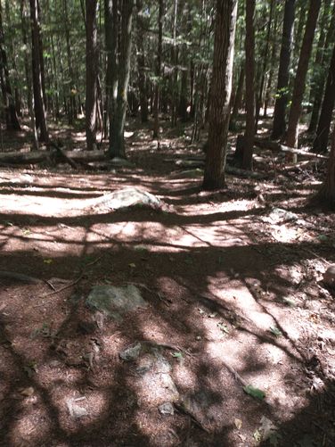 A dense shaded hike awaits your visit