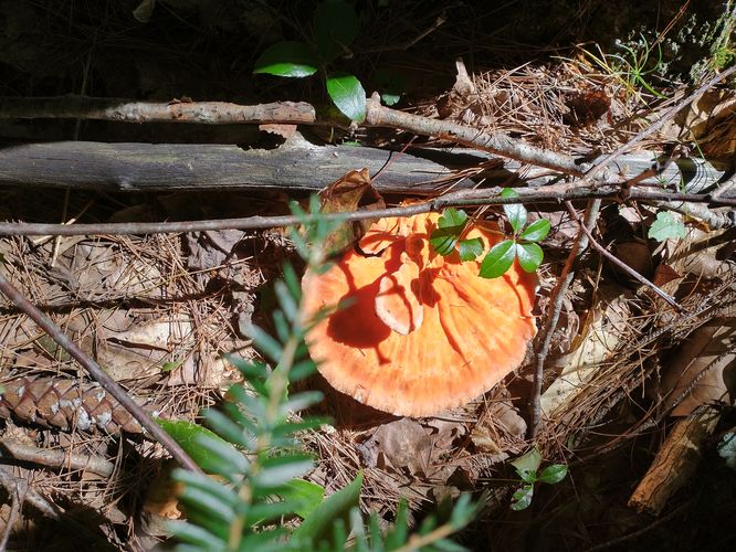 Admire, but do not pick the mushrooms please