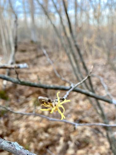 Witch-hazel (yellow, flowers during winter)