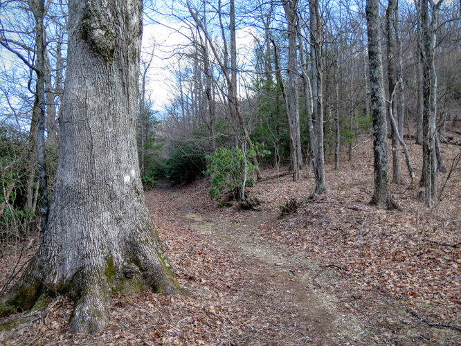 Picture 10 of Woods Mountain Trail Hike 031616