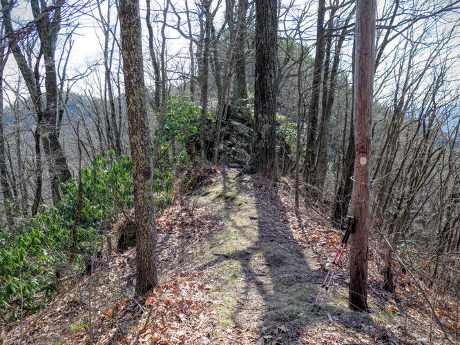 Picture 12 of Woods Mountain Trail Hike 031616