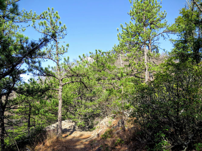Picture 14 of Woods Mountain Trail Hike 031616