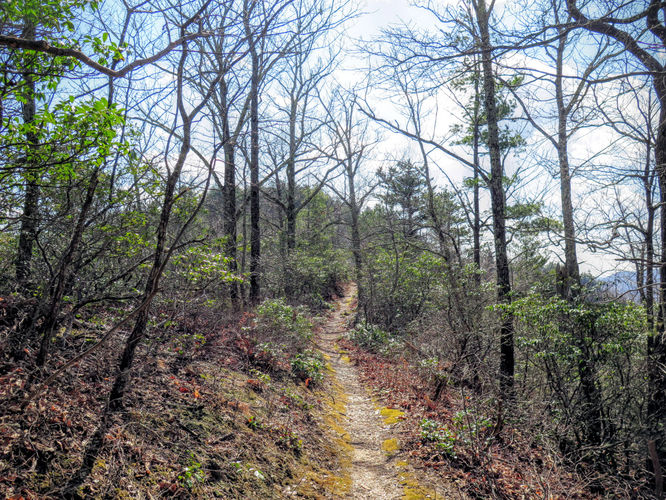 Picture 15 of Woods Mountain Trail Hike 031616