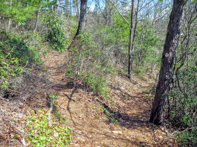 Picture 18 of Woods Mountain Trail Hike 031616
