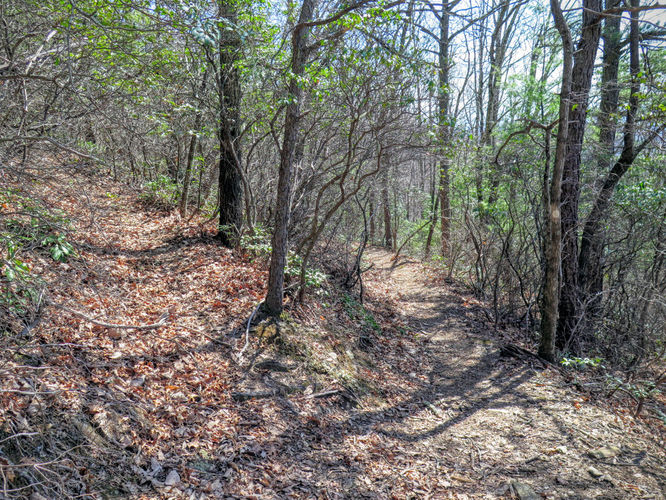 Picture 26 of Woods Mountain Trail Hike 031616