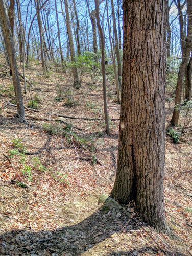 Picture 27 of Woods Mountain Trail Hike 031616
