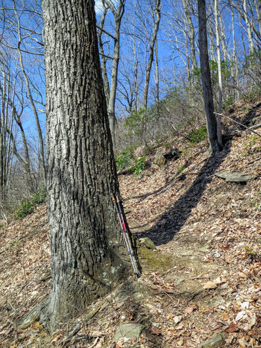Picture 28 of Woods Mountain Trail Hike 031616