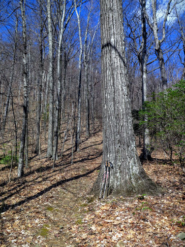 Picture 29 of Woods Mountain Trail Hike 031616
