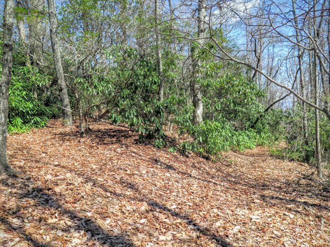 Picture 33 of Woods Mountain Trail Hike 031616