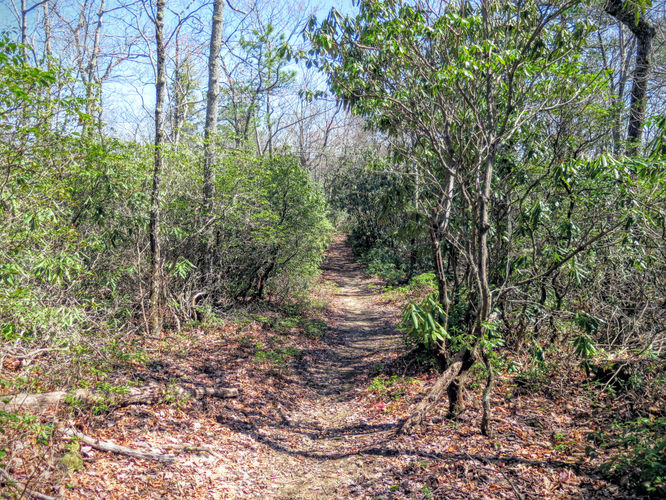 Picture 34 of Woods Mountain Trail Hike 031616