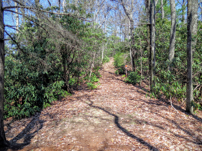 Picture 36 of Woods Mountain Trail Hike 031616