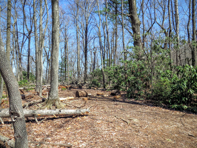 Picture 38 of Woods Mountain Trail Hike 031616