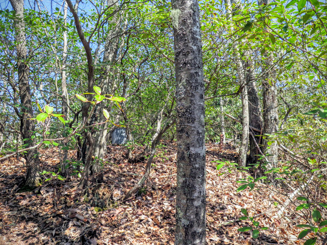 Picture 43 of Woods Mountain Trail Hike 031616