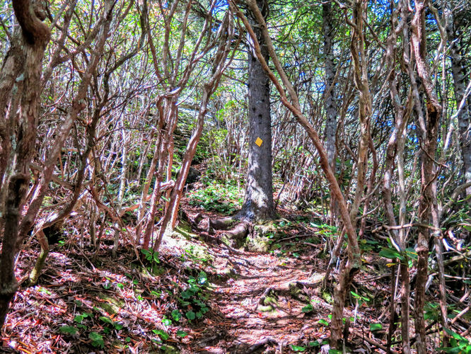 Picture 20 of Woody Ridge Trail Hike 100117