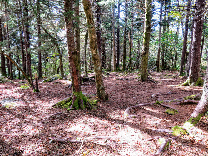 Picture 49 of Woody Ridge Trail Hike 100117