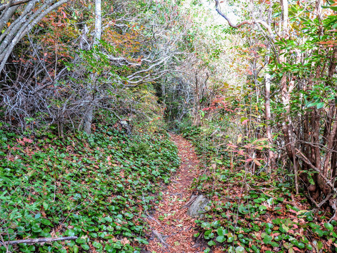 Picture 54 of Woody Ridge Trail Hike 100117