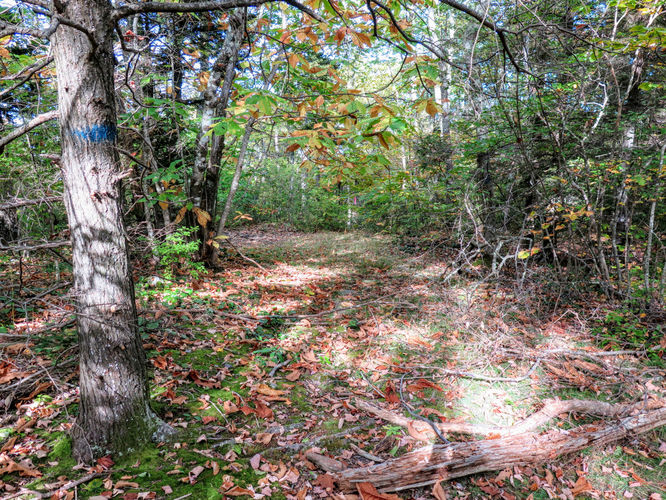 Picture 56 of Woody Ridge Trail Hike 100117