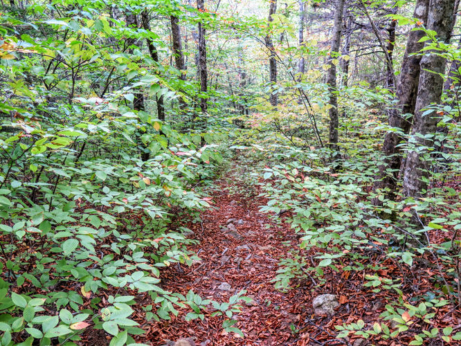 Picture 57 of Woody Ridge Trail Hike 100117