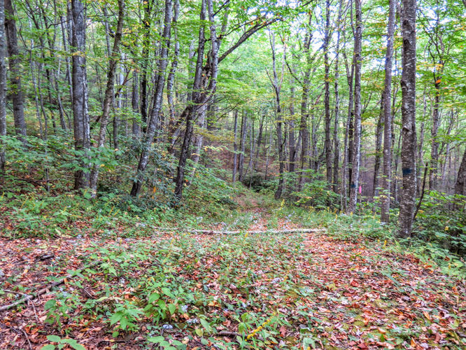 Picture 59 of Woody Ridge Trail Hike 100117