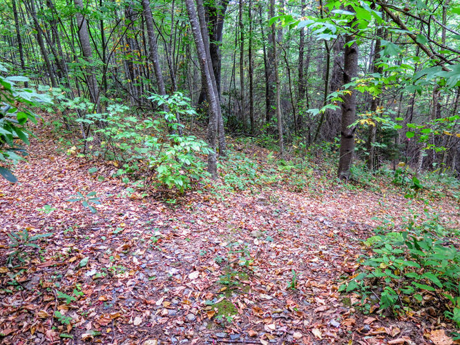 Picture 65 of Woody Ridge Trail Hike 100117