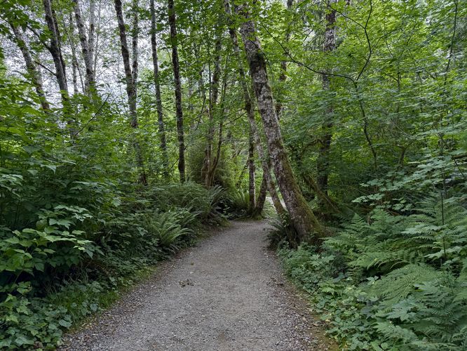 Picture 1 of Worlds Largest Sitka Spruce June 16 2025
