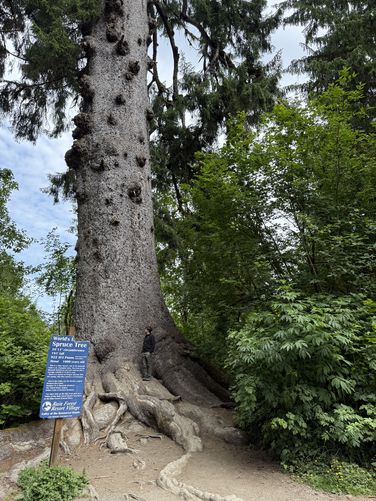 Picture 2 of Worlds Largest Sitka Spruce June 16 2025
