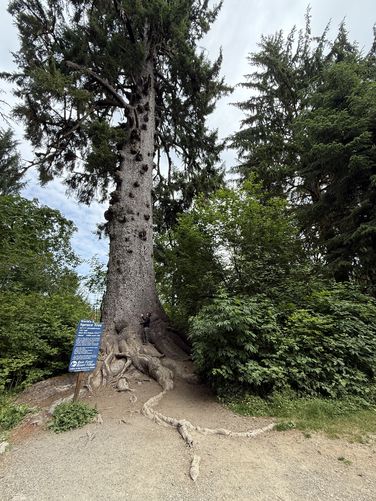 Picture 3 of Worlds Largest Sitka Spruce June 16 2025
