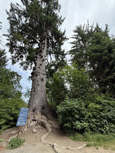 Picture 4 of Worlds Largest Sitka Spruce June 16 2025