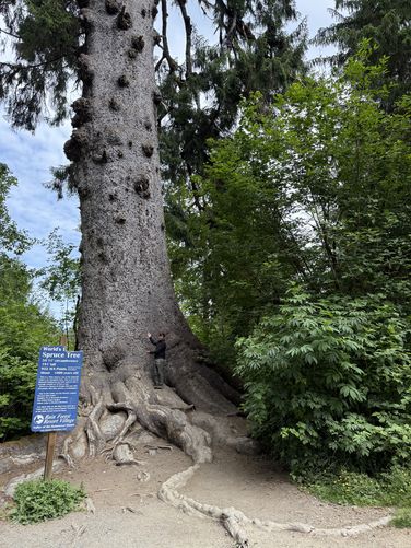 Picture 5 of Worlds Largest Sitka Spruce June 16 2025