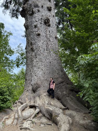 Picture 6 of Worlds Largest Sitka Spruce June 16 2025