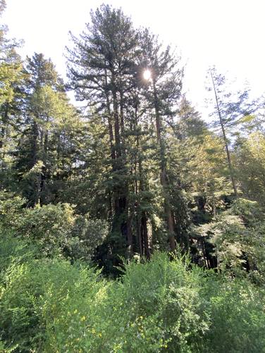 Redwoods towering above the valley