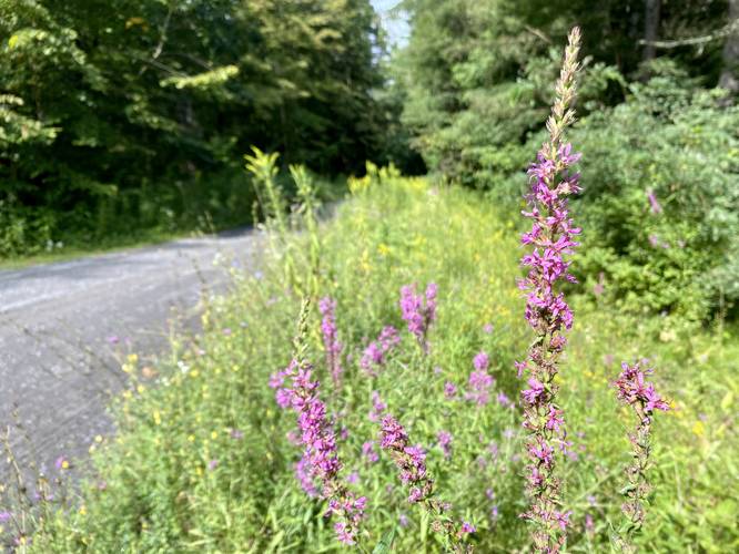 Wildflowers