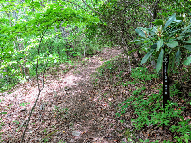 Picture 24 of Yellow Mountain Lookout Tower Hike 052717