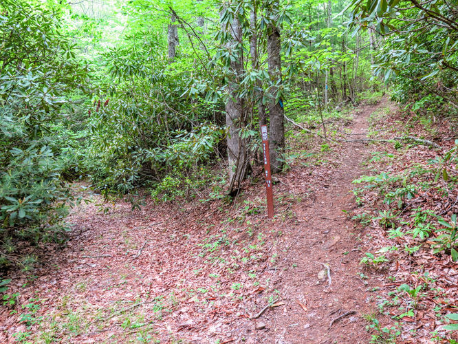 Picture 29 of Yellow Mountain Lookout Tower Hike 052717