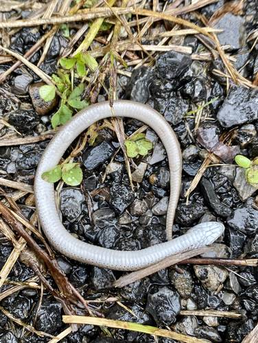 Dead baby snake (sun-washed white)