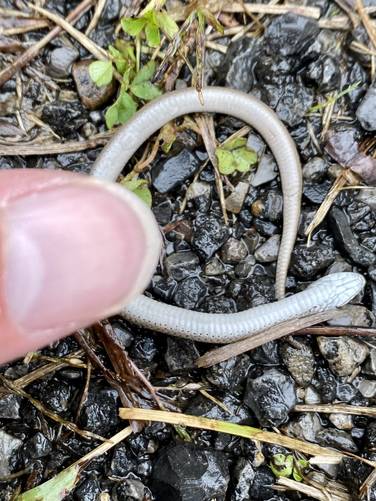Dead baby snake (sun-washed white)