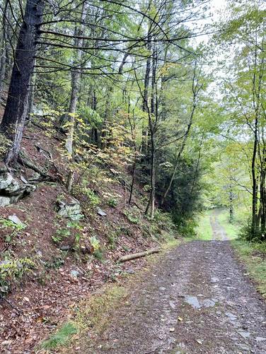 Trail leads through a wide path through a pine forest