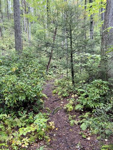 Trail passes through mountain laurel and a mixed forest
